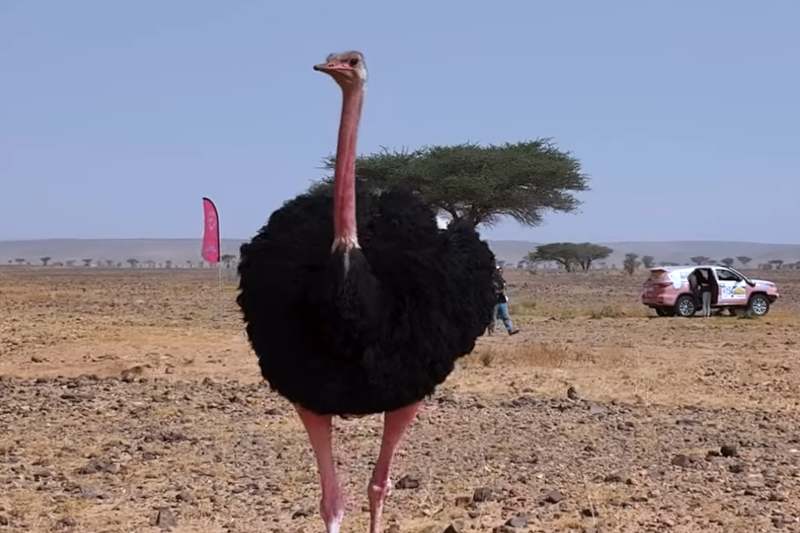 SHORT – Gazelles et Autruche